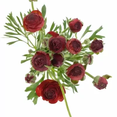 Pryskyřník Asijský AZUR RED