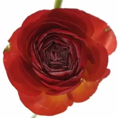 Pryskyřník Asijský AZUR RED