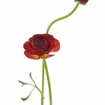 Pryskyřník Asijský AZUR RED