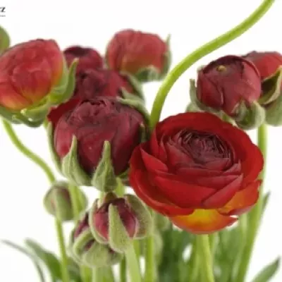 Pryskyřník Asijský AZUR RED