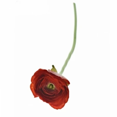 Pryskyřník asijský DOLCEVITA RED