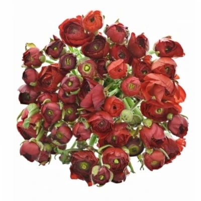 Pryskyřník asijský DOLCEVITA RED