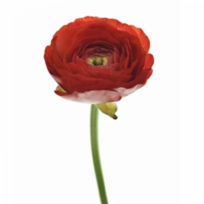 Pryskyřník asijský DOLCEVITA RED 35cm/30g