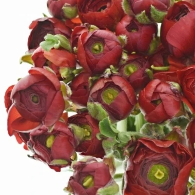 Pryskyřník asijský DOLCEVITA RED