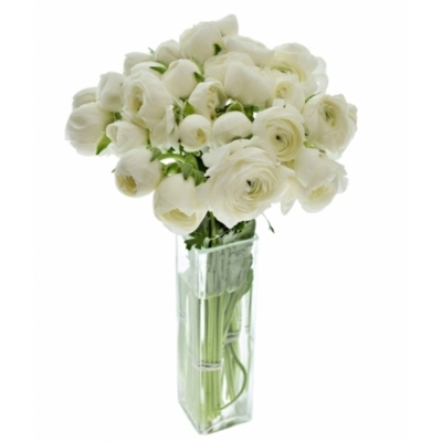 Pryskyřník asijský DOLCEVITA WHITE