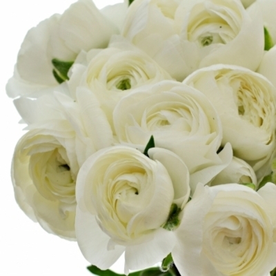 Pryskyřník asijský DOLCEVITA WHITE