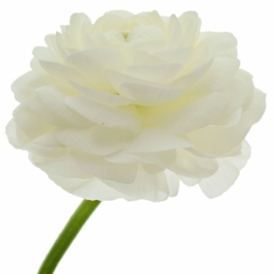 Pryskyřník asijský DOLCEVITA WHITE