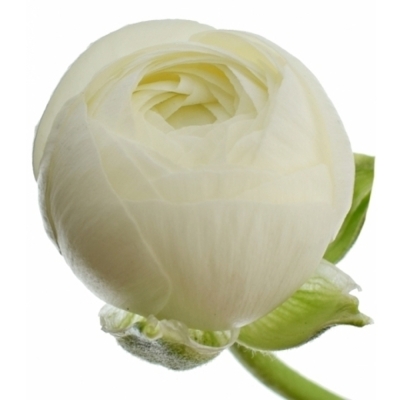 Pryskyřník asijský DOLCEVITA WHITE 36 cm / 30 g