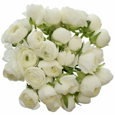 Pryskyřník asijský DOLCEVITA WHITE