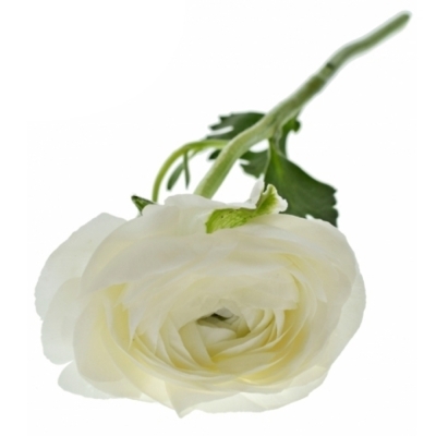 Pryskyřník asijský DOLCEVITA WHITE