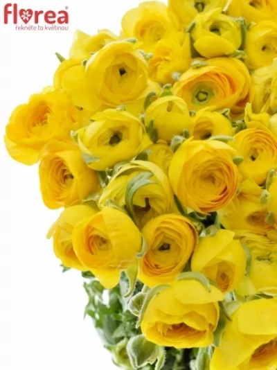 Pryskyřník asijský DOLCEVITA YELLOW