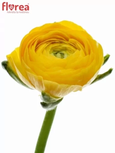 Pryskyřník asijský DOLCEVITA YELLOW 36cm/22g