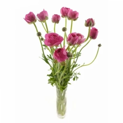 Pryskyřník Asijský EL PINK