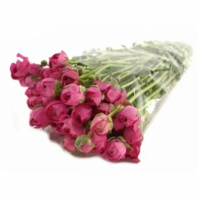 Pryskyřník Asijský EL PINK