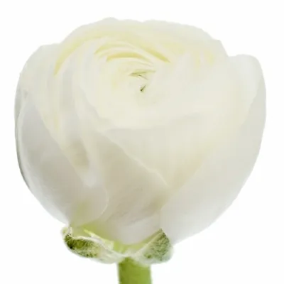 Pryskyřník Asijský EL WHITE 20g