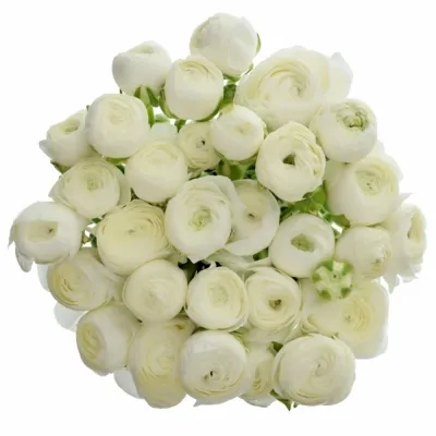 Pryskyřník Asijský EL WHITE 20g