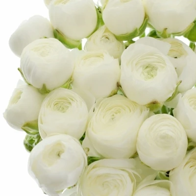 Pryskyřník Asijský EL WHITE 20g