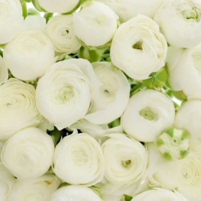 Pryskyřník Asijský EL WHITE 20g