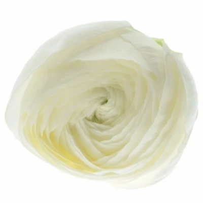 Pryskyřník Asijský EL WHITE 20g