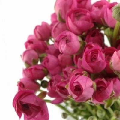 Pryskyřník asijský ELEGANCE DARK PINK