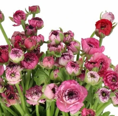 Pryskyřník ASIATICUS ELEGANCE PINK STRIPES 35 cm / 25 g