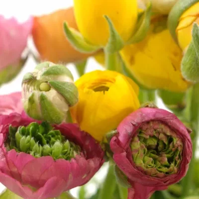 Pryskyřník Asijský MIX 15g