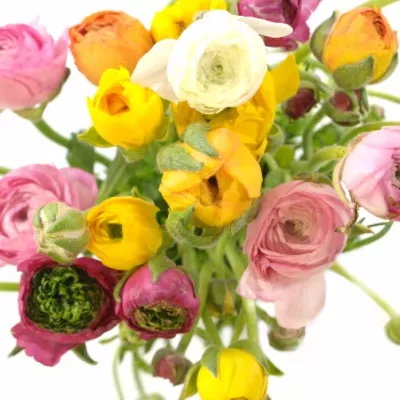 Pryskyřník Asijský MIX 15g