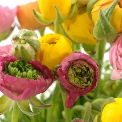 Pryskyřník Asijský MIX 15g