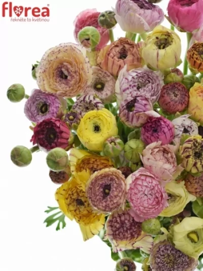 Pryskyřník asijský MIX 40cm/30g