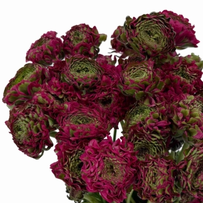 Pryskyřník asijský PON PON ALADDIN