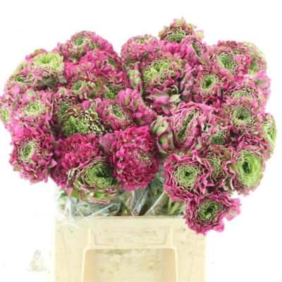 Pryskyřník asijský PON PON ALADDIN 45 cm / 25 g