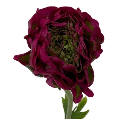 Pryskyřník asijský PON PON ALADDIN