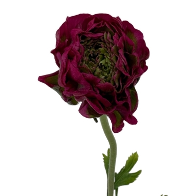 Pryskyřník asijský PON PON ALADDIN