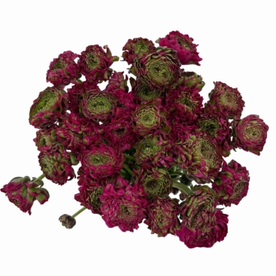 Pryskyřník asijský PON PON ALADDIN