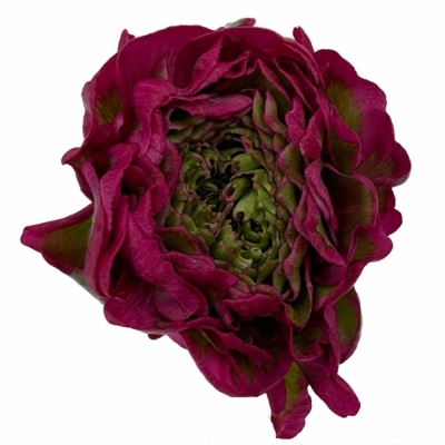 Pryskyřník asijský PON PON ALADDIN 40 cm / 40 g