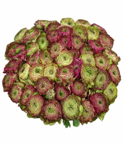 Pryskyřník asijský PON PON FANNY