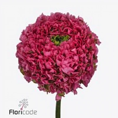 Pryskyřník asijský PON PON FANNY 40cm/25g