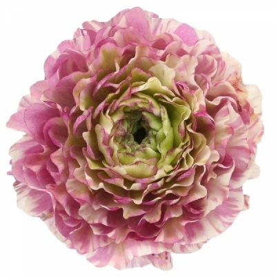 Pryskyřník asijský PON PON FANNY