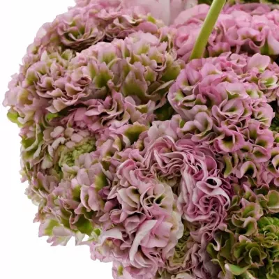 Pryskyřník Asijský PON PON HERMIONE 24g