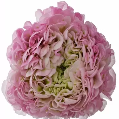 Pryskyřník Asijský PON PON HERMIONE 24g