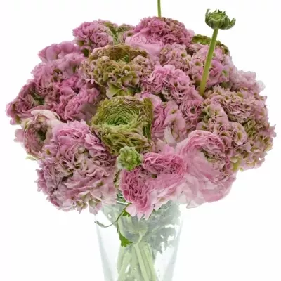 Pryskyřník Asijský PON PON HERMIONE 24g