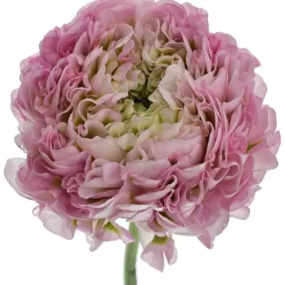 Pryskyřník asijský PON PON HERMIONE 35cm/24g