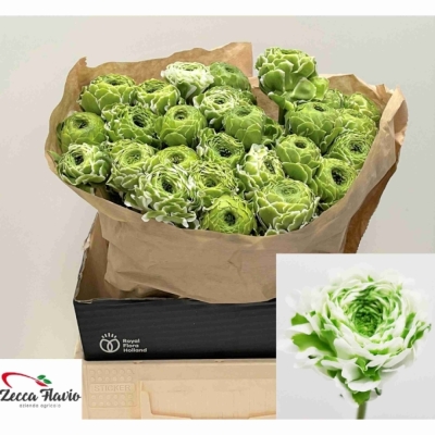 Pryskyřník asijský PON PON IGLOO 40 cm / 40 g