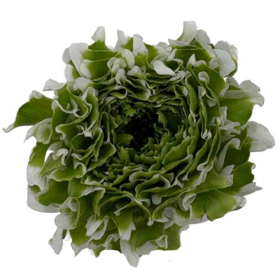 Pryskyřník asijský PON PON IGLOO 40 cm / 40 g