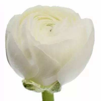 Pryskyřník asijský REAL ICE 35cm/25g