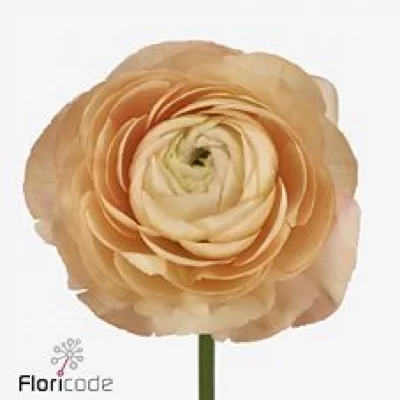 Pryskyřník asijský SUCCES GRAND PASTEL 40cm/28g