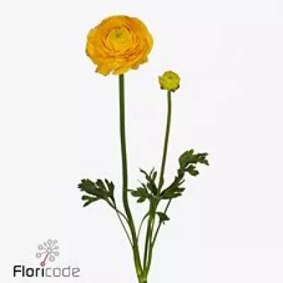 Pryskyřník asijský SUCCESS 122GIA 40cm/25g