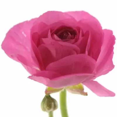 Pryskyřník ELEGANCE PINK