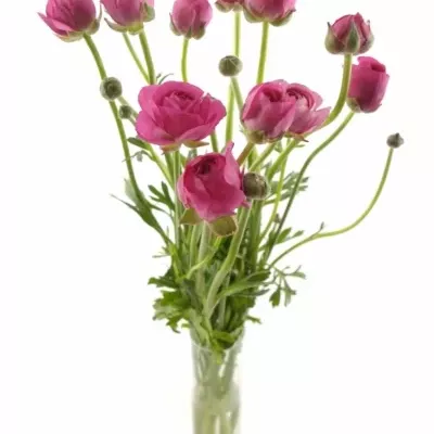 Pryskyřník ELEGANCE PINK