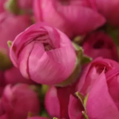 Pryskyřník ELEGANCE PINK
